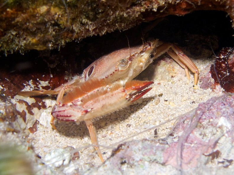IMG_2967 Ocellate Swimming Crab.jpg